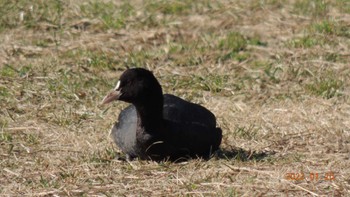 オオバン 葛西臨海公園 2023年1月20日(金)