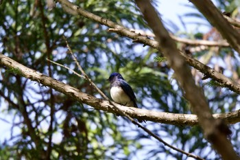 Blue-and-white Flycatcher 箕面山 Wed, 5/3/2023