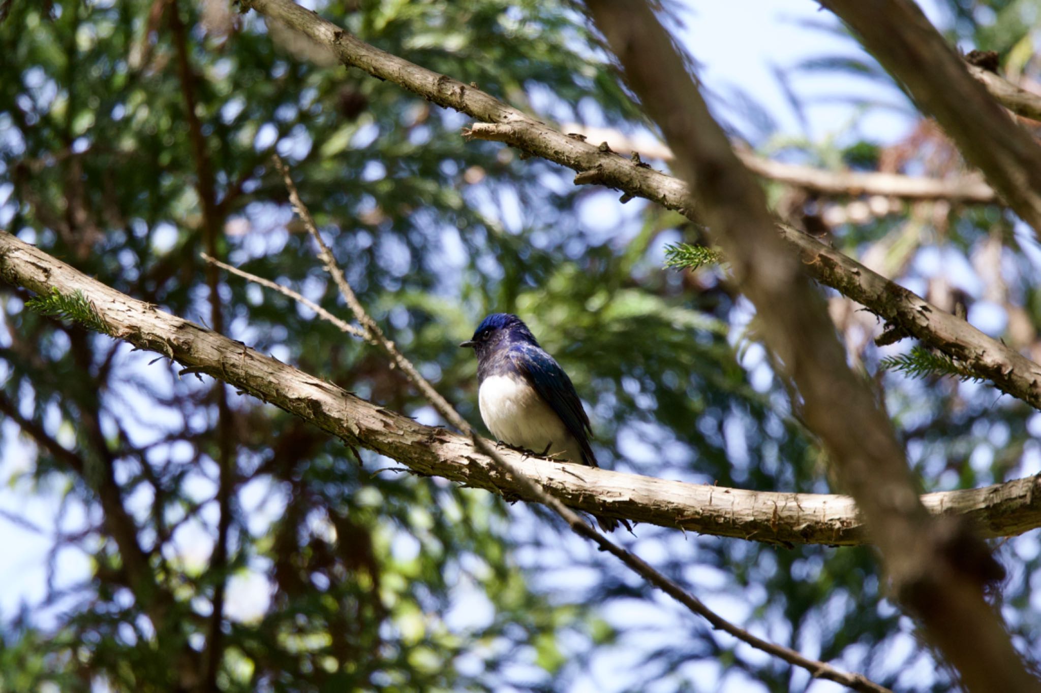 Photo of Blue-and-white Flycatcher at 箕面山 by 洗濯バサミ