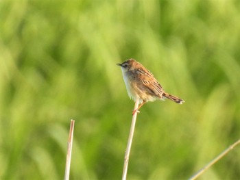 Wed, 5/3/2023 Birding report at 大久保農耕地