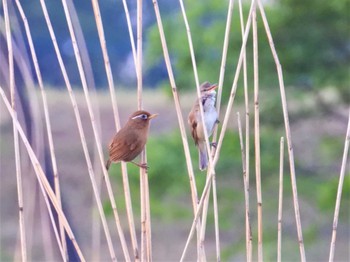 ガビチョウ 大久保農耕地 2023年5月3日(水)