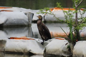 2023年5月1日(月) 都立浮間公園の野鳥観察記録