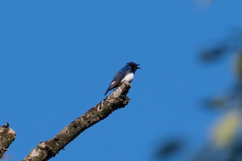 Blue-and-white Flycatcher Unknown Spots Tue, 6/5/2018