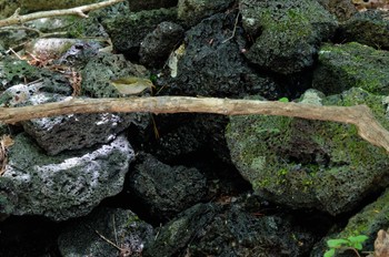 センダイムシクイ 西湖野鳥の森公園 2023年5月3日(水)