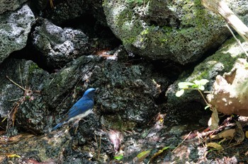 オオルリ 西湖野鳥の森公園 2023年5月3日(水)