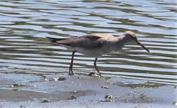 キアシシギ 東京港野鳥公園 2023年5月3日(水)