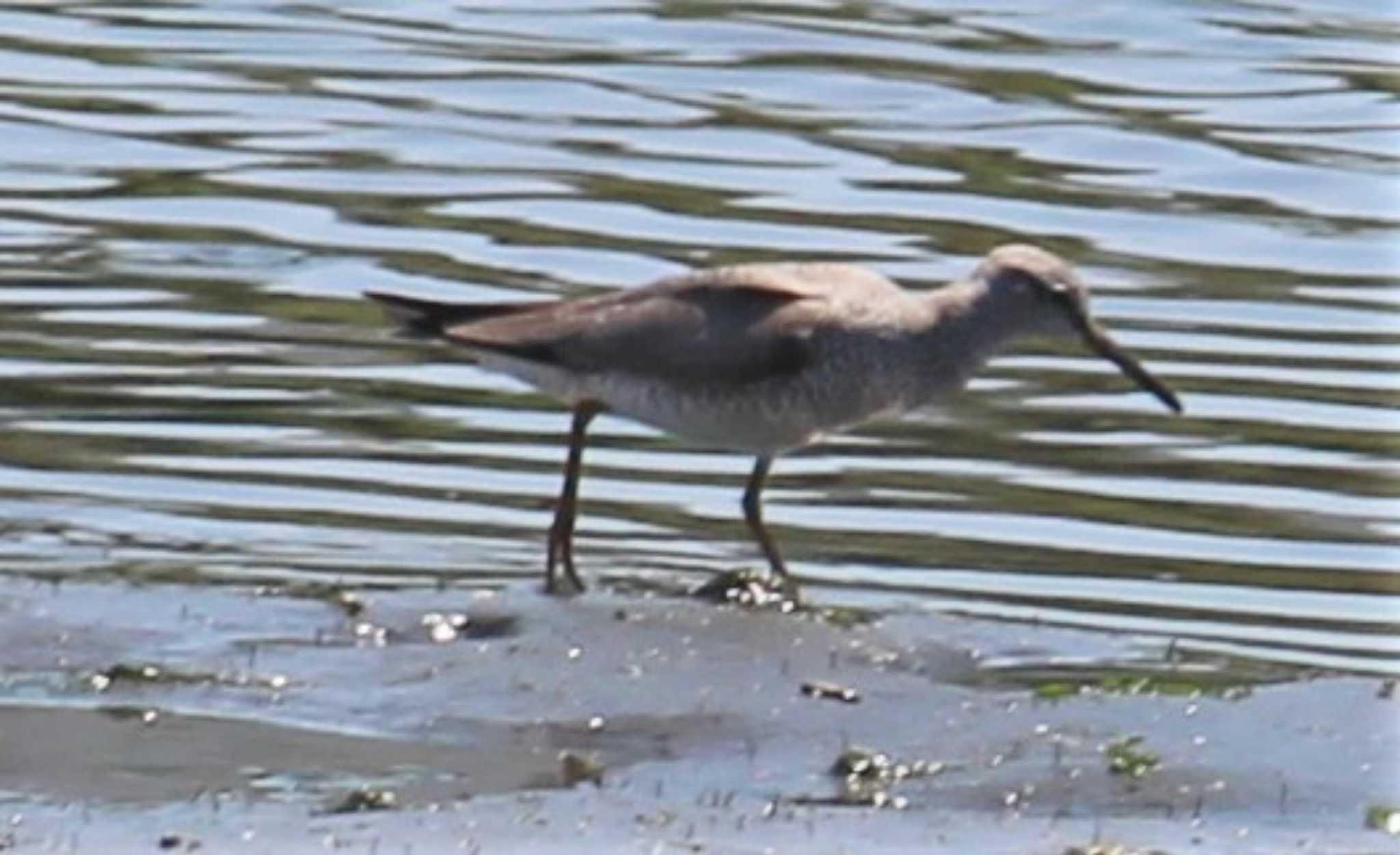 東京港野鳥公園 キアシシギの写真 by MATIKEN