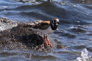 キョウジョシギ 東京港野鳥公園 2023年5月3日(水)