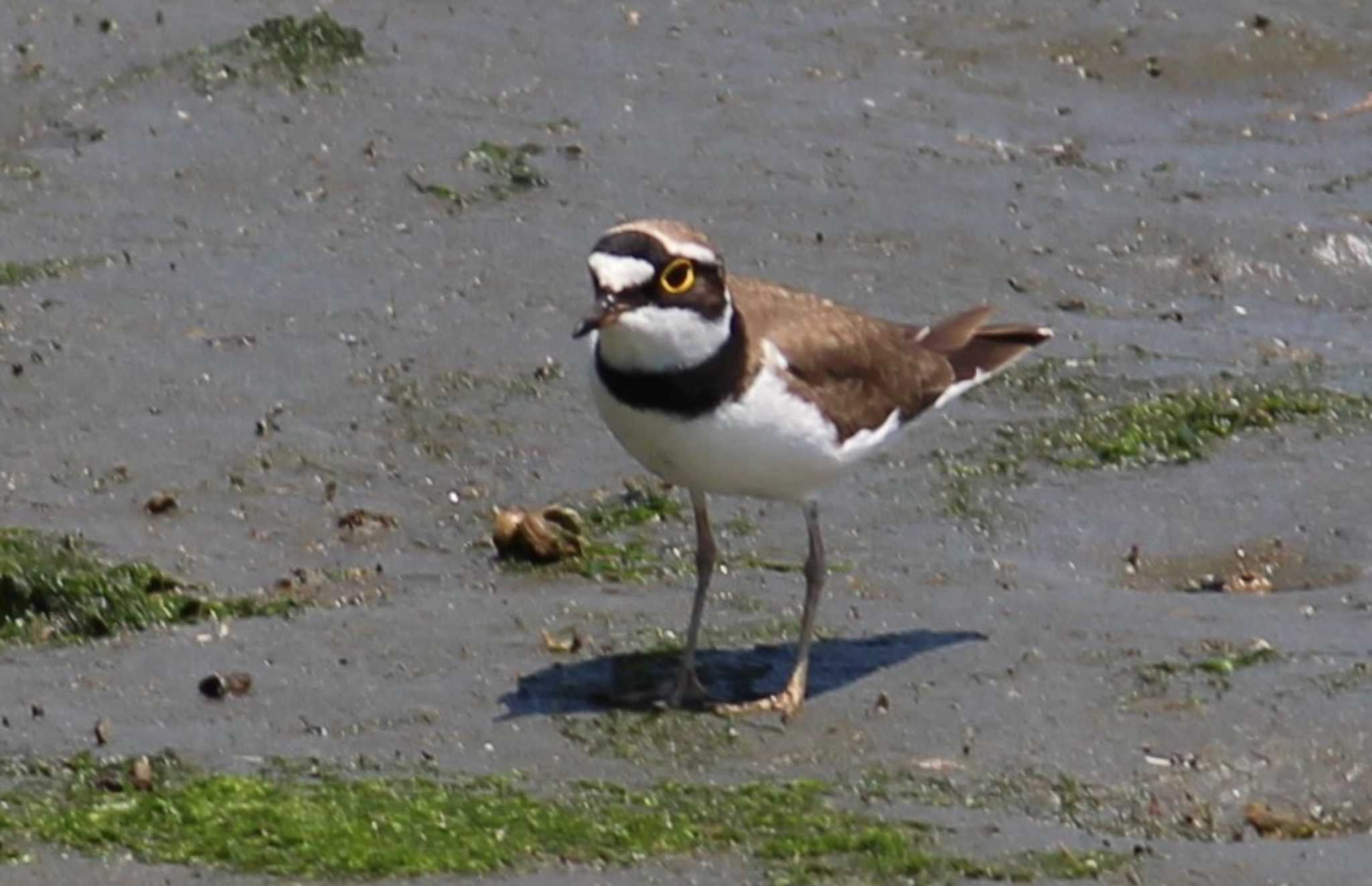 Little Ringed Plover