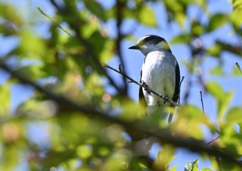 2023年5月3日(水) 丸火自然公園の野鳥観察記録