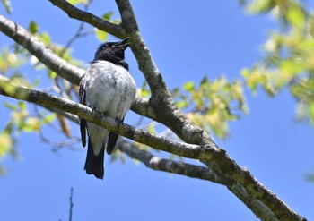 2023年5月3日(水) 須山口登山道の野鳥観察記録