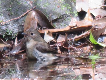 キビタキ 栃木県 2023年5月3日(水)