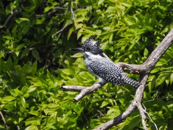 Crested Kingfisher 奈良県 Wed, 5/3/2023