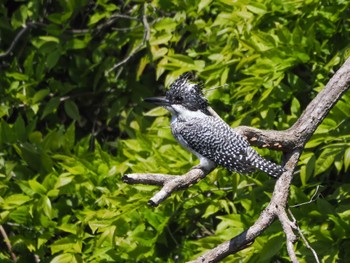 2023年5月3日(水) 奈良県の野鳥観察記録