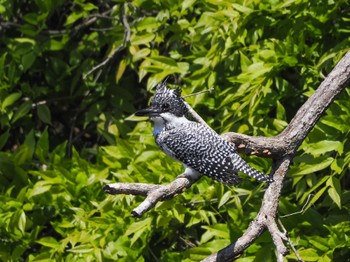 Crested Kingfisher 奈良県 Wed, 5/3/2023