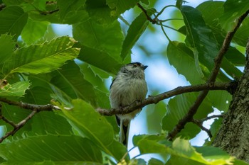 Long-tailed Tit 逆川緑地 Wed, 5/3/2023