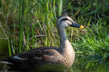 Eastern Spot-billed Duck 逆川緑地 Wed, 5/3/2023