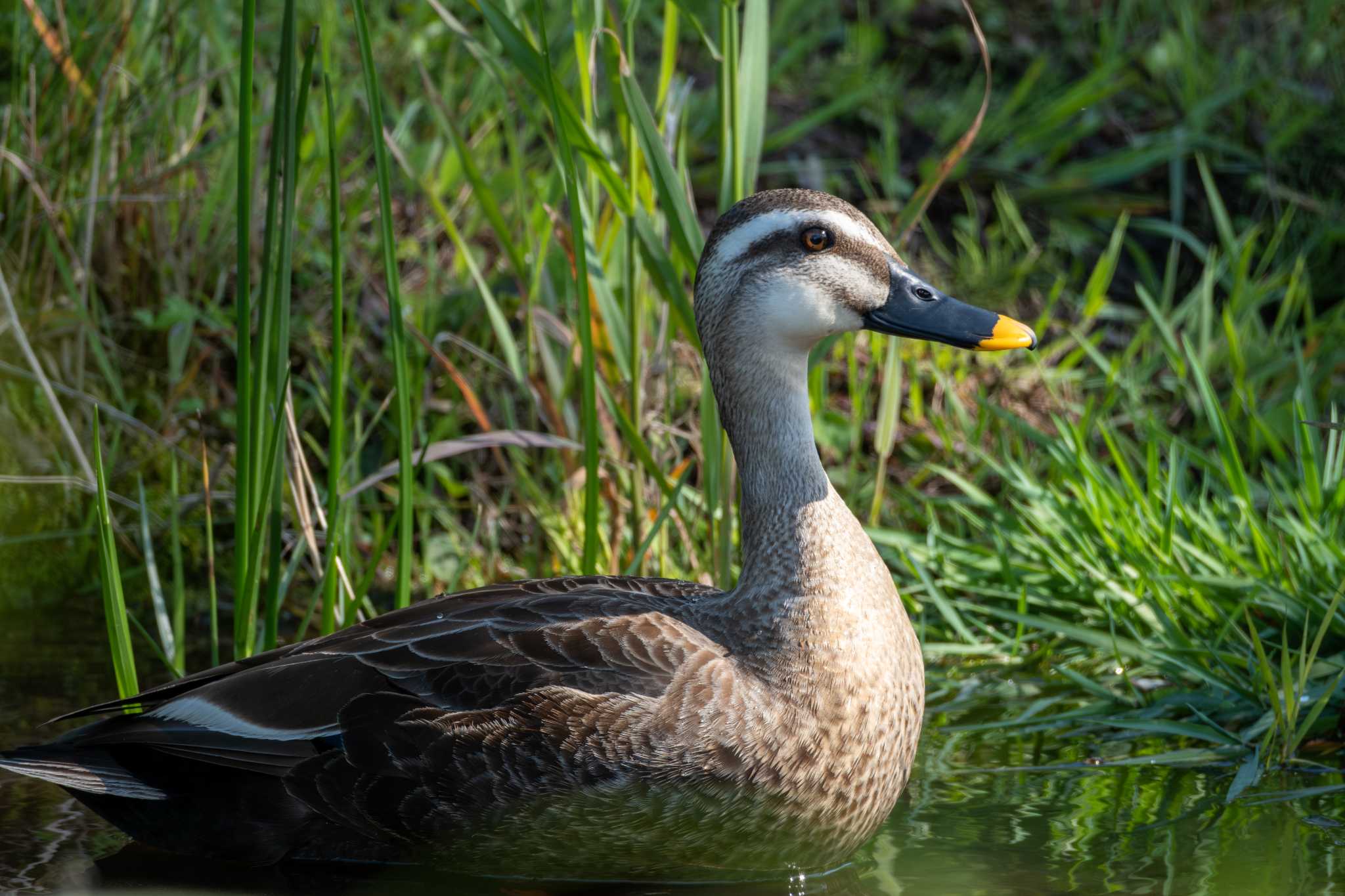 Eastern Spot-billed Duck