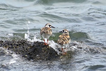 Ruddy Turnstone Tokyo Port Wild Bird Park Unknown Date