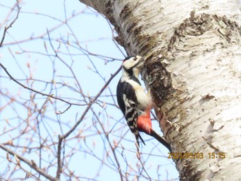 アカゲラ 青葉公園(千歳市) 2023年5月3日(水)