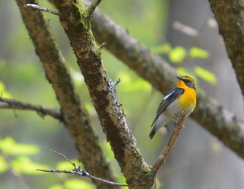 キビタキ 段戸裏谷 2023年5月3日(水)