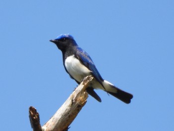 オオルリ 静岡県立森林公園 2023年5月3日(水)