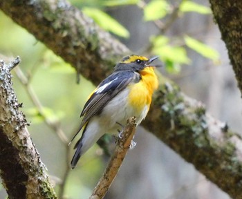 キビタキ 段戸裏谷 2023年5月3日(水)