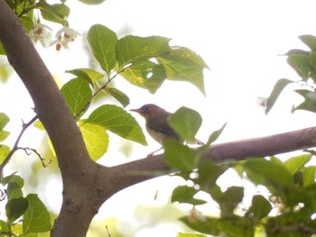 Unknown Species Higashitakane Forest park Wed, 5/3/2023