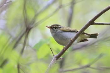 センダイムシクイ 北海道 函館市 見晴公園 2023年5月3日(水)