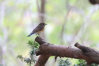 ルリビタキ 北海道 函館市 見晴公園 2023年5月3日(水)