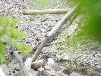 2023年5月3日(水) 早戸川林道の野鳥観察記録