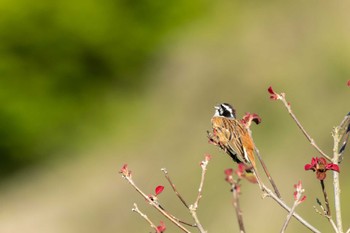 Meadow Bunting 茨城県高萩市 Wed, 5/3/2023