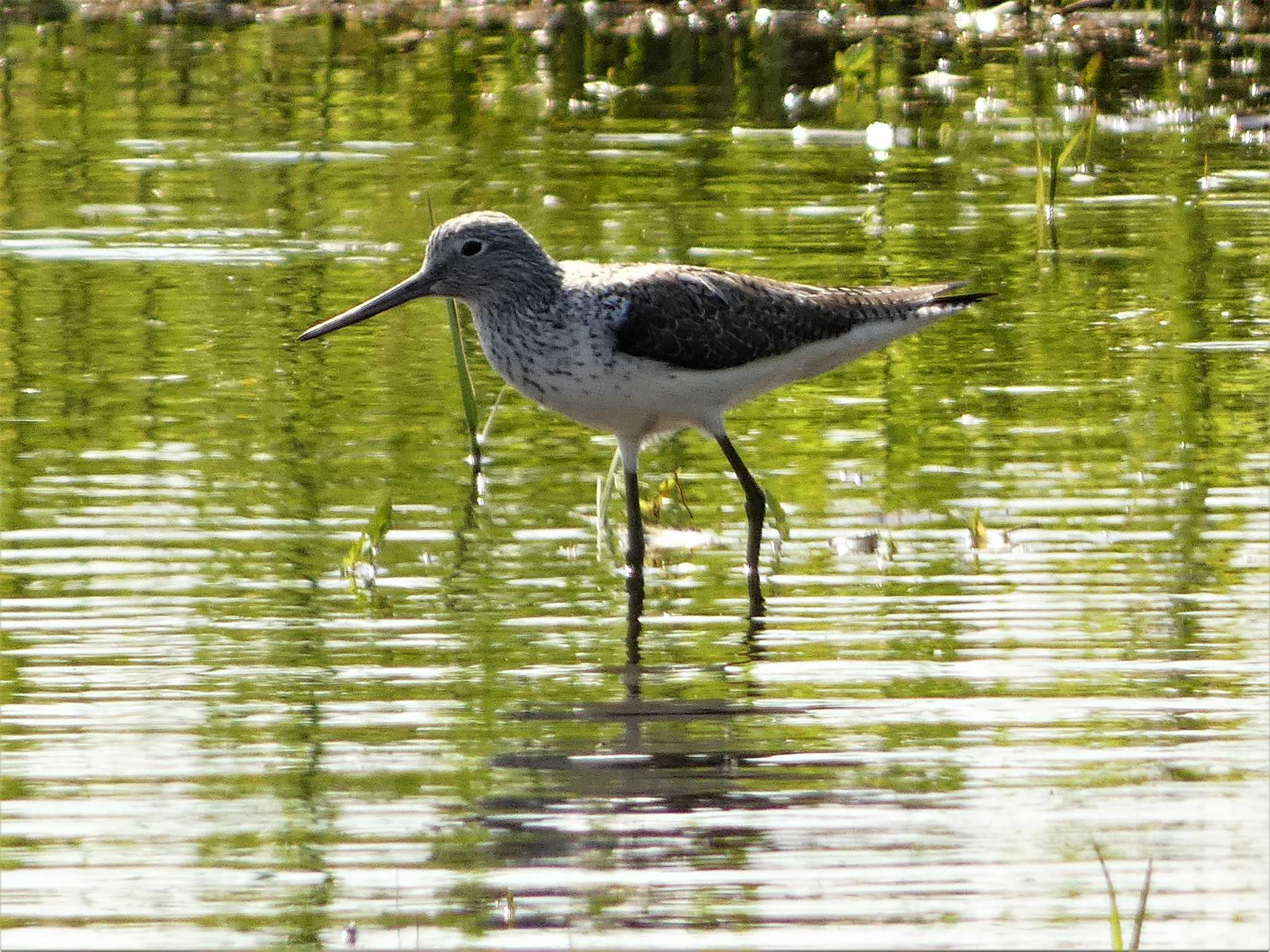 Common Greenshank