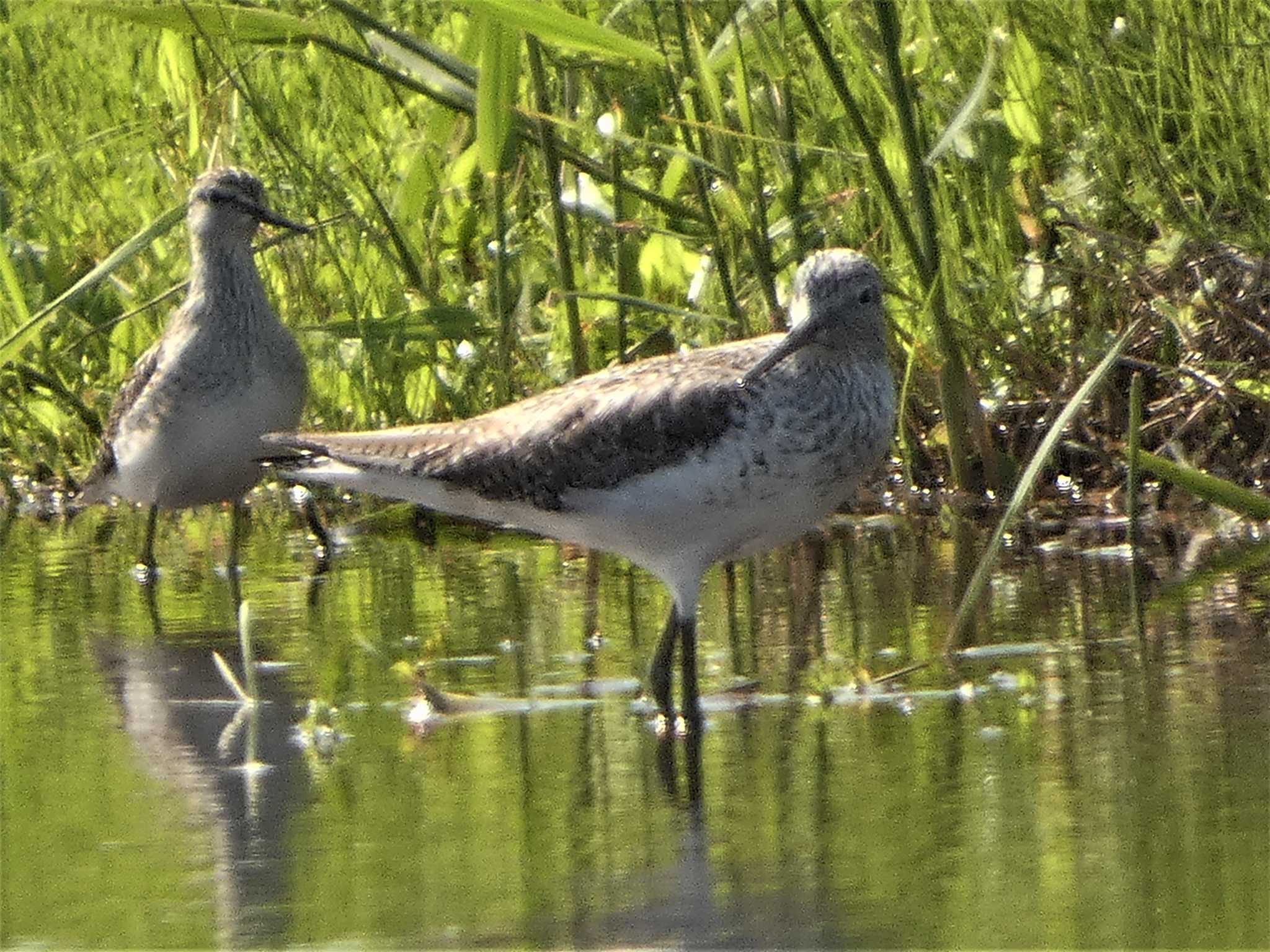 Common Greenshank