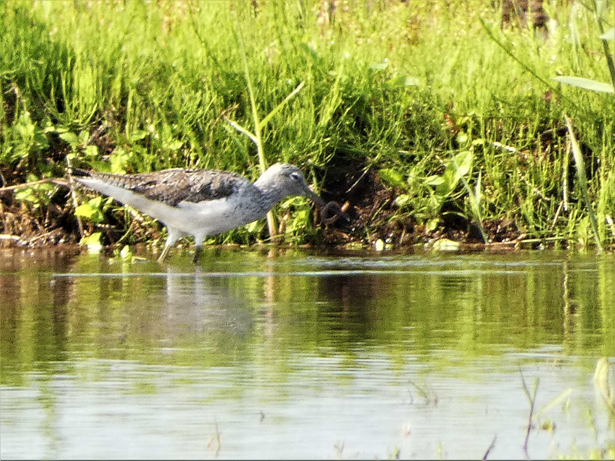 Common Greenshank