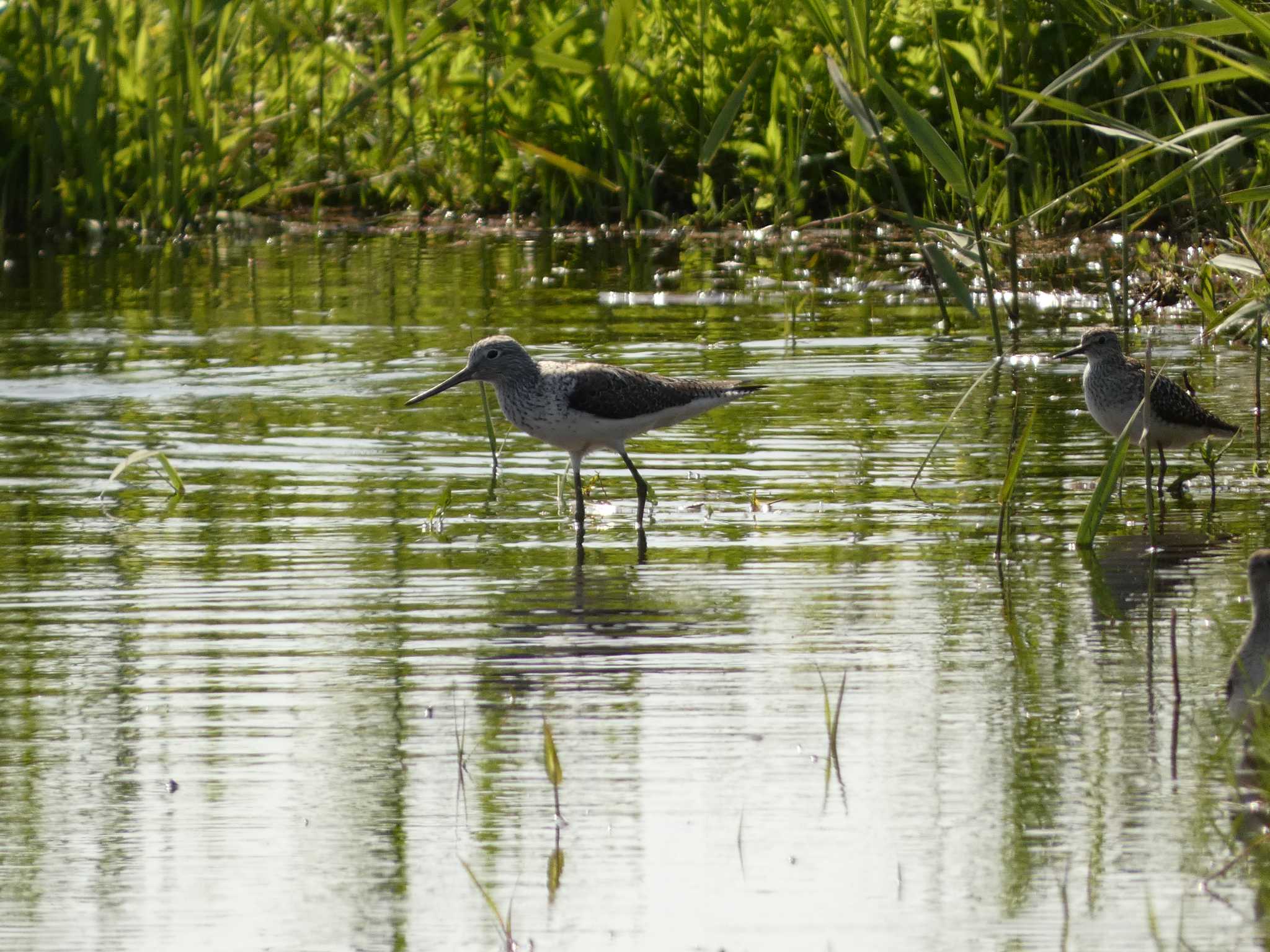 Common Greenshank