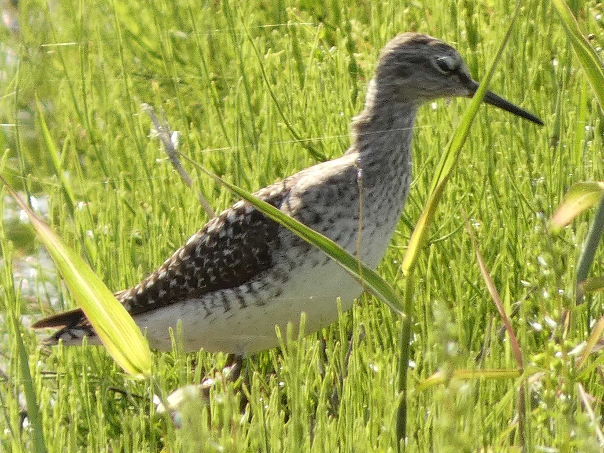 Photo of Common Greenshank at 浮島ヶ原自然公園 by koshi