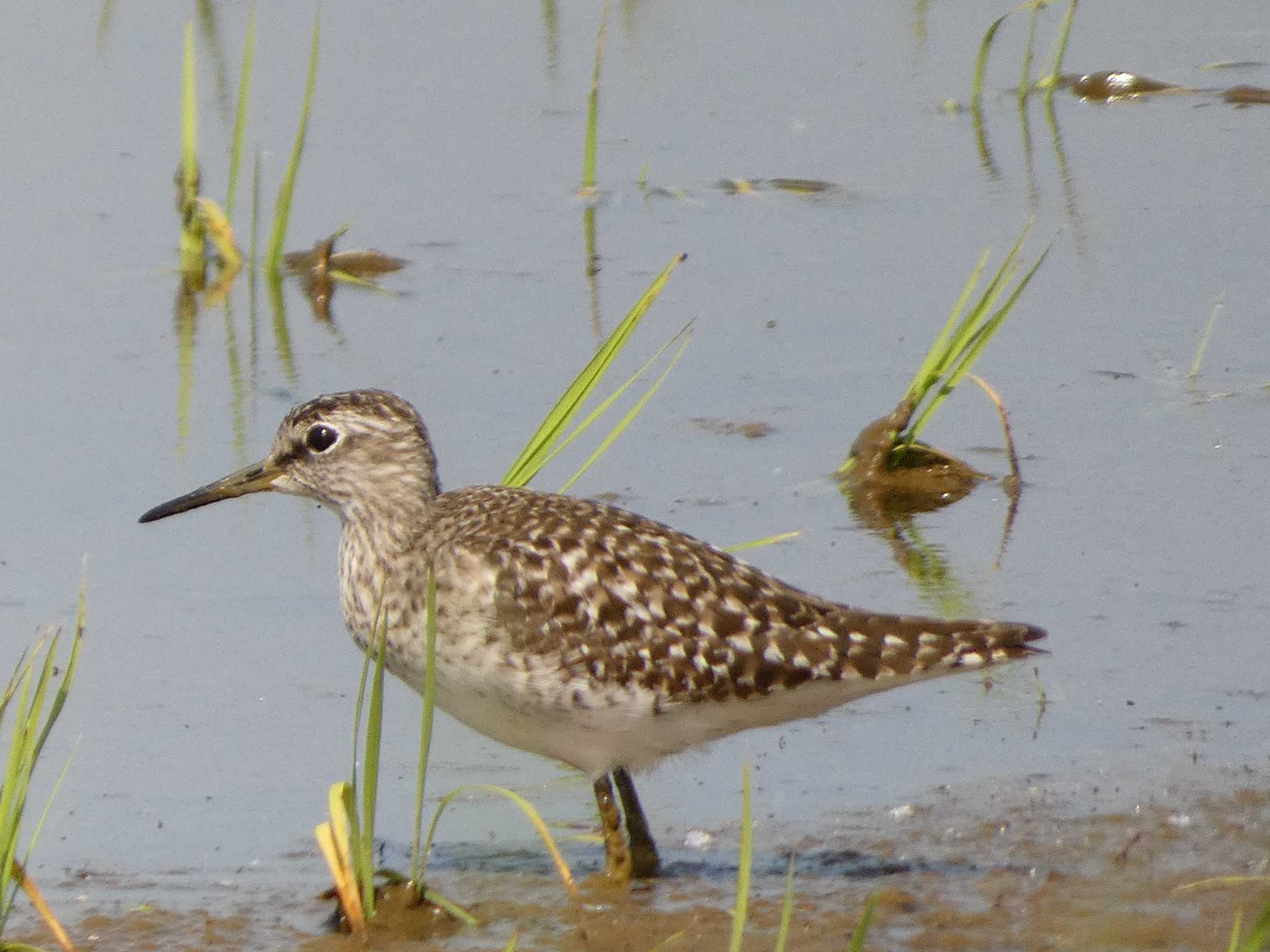 Photo of Wood Sandpiper at 浮島ヶ原自然公園 by koshi