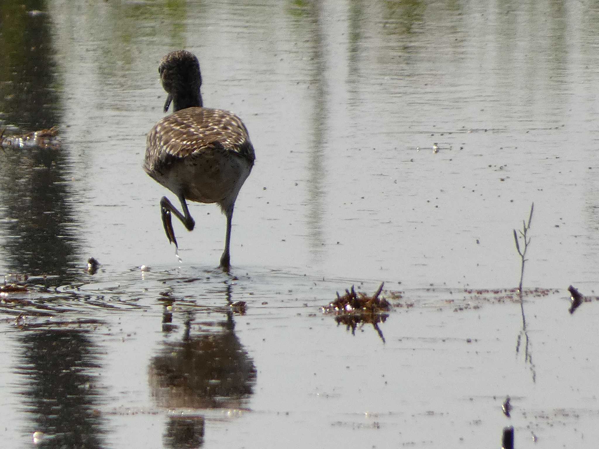 Photo of Wood Sandpiper at 浮島ヶ原自然公園 by koshi