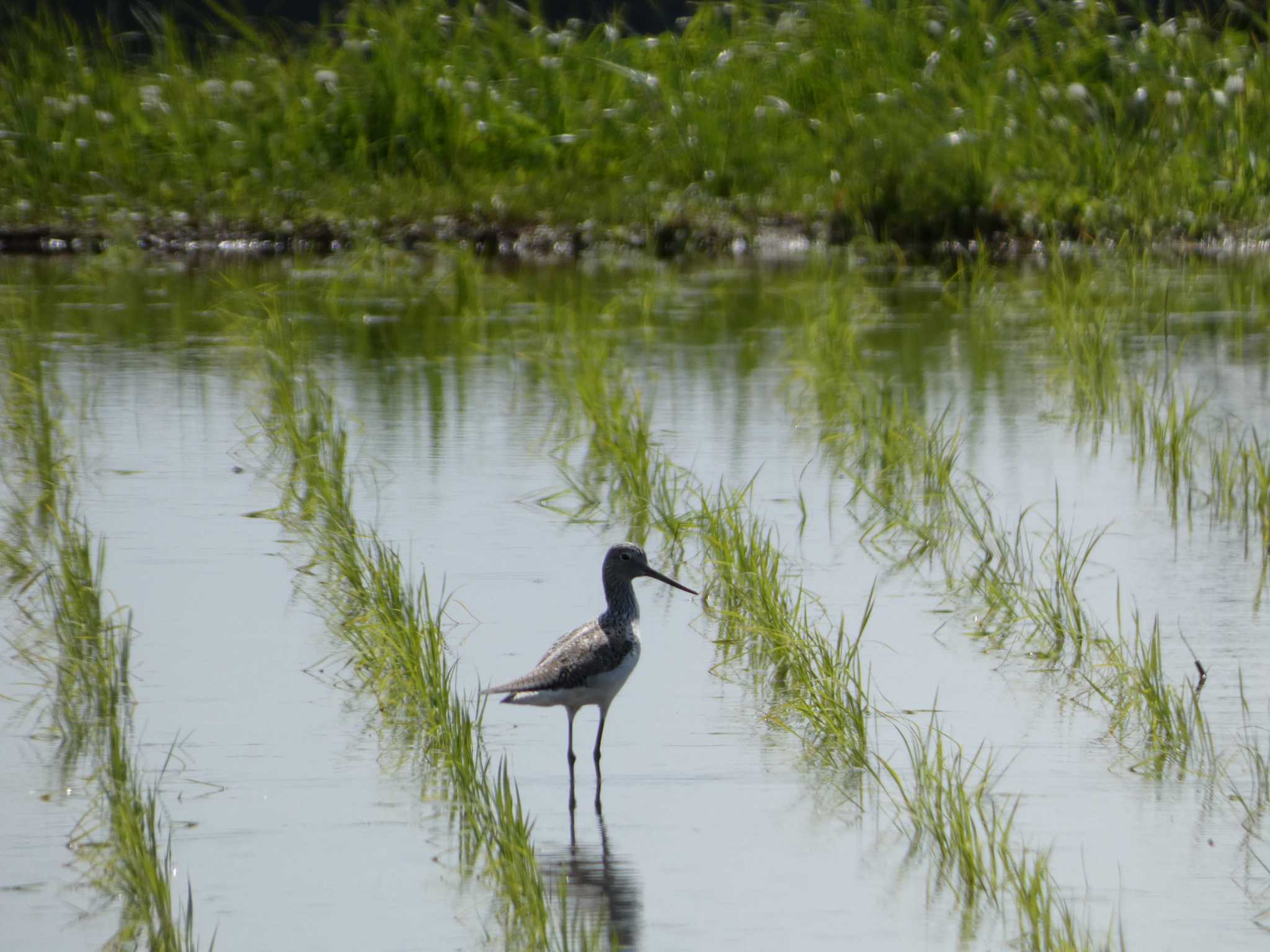 Common Greenshank