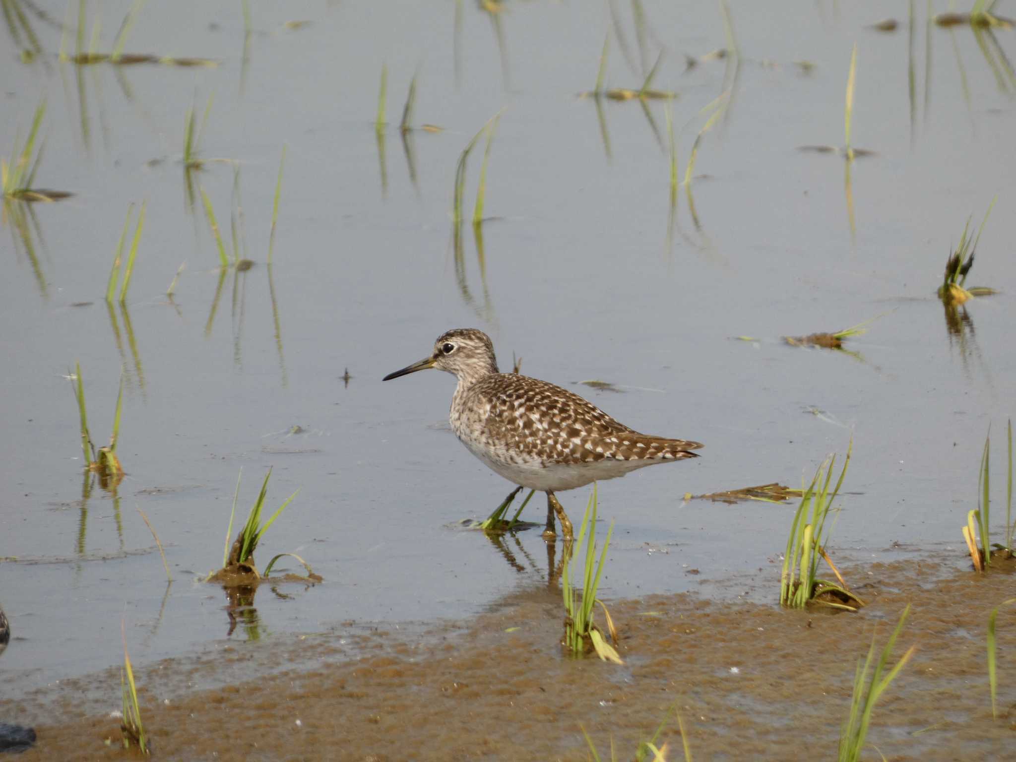 Wood Sandpiper