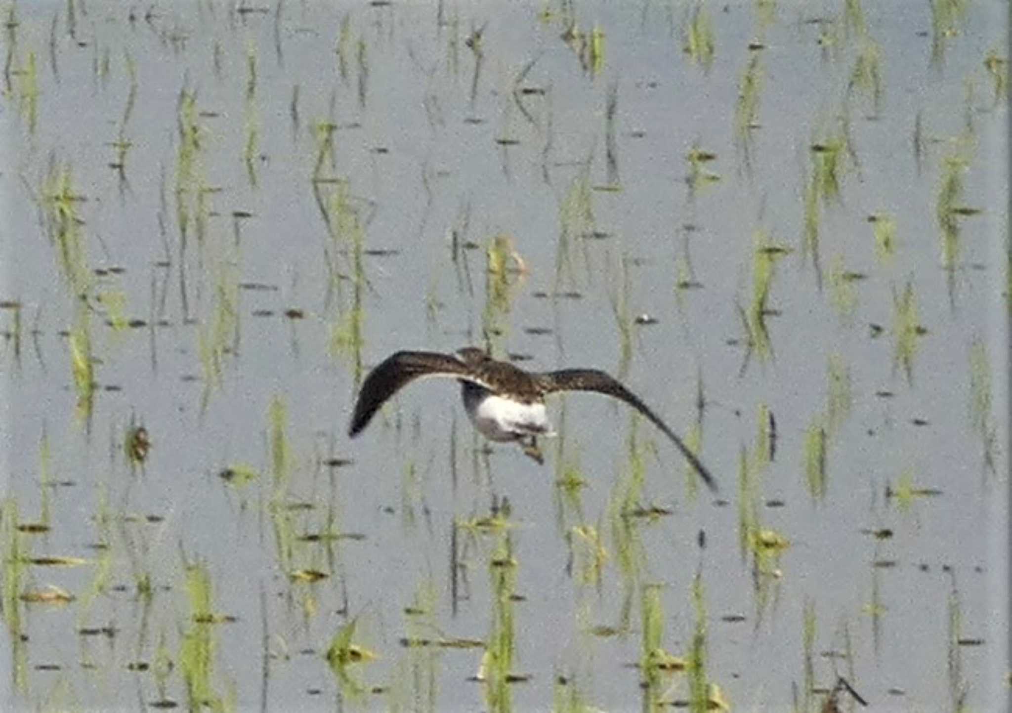 Wood Sandpiper