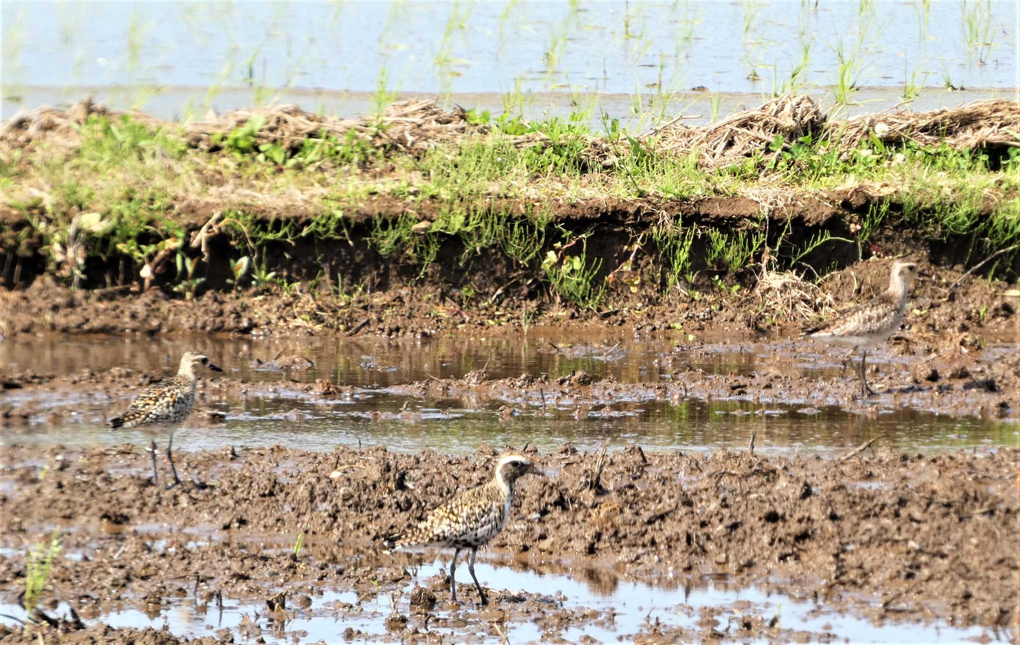 Pacific Golden Plover