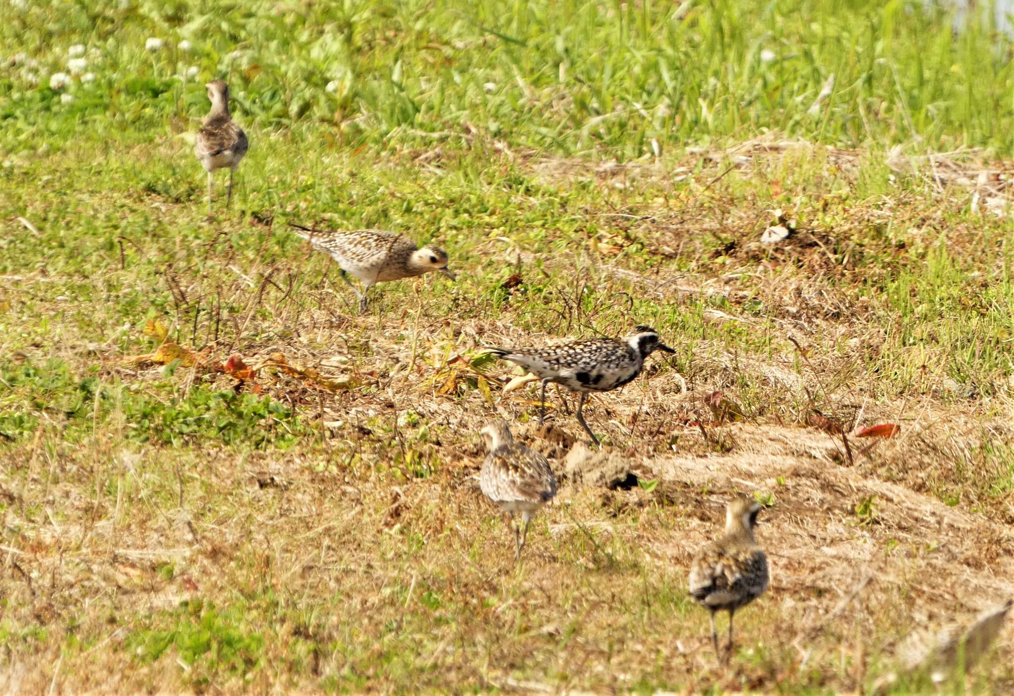 Pacific Golden Plover