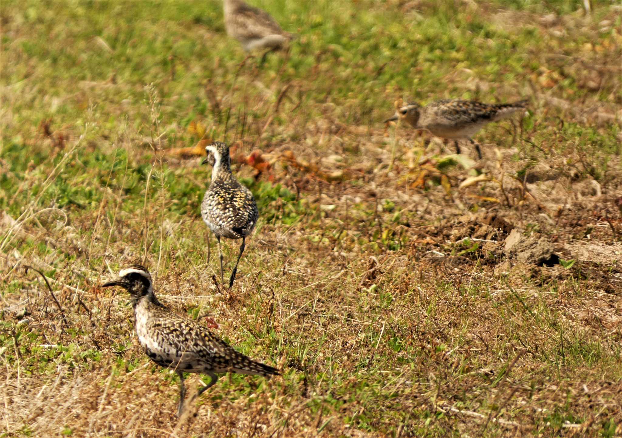 Pacific Golden Plover