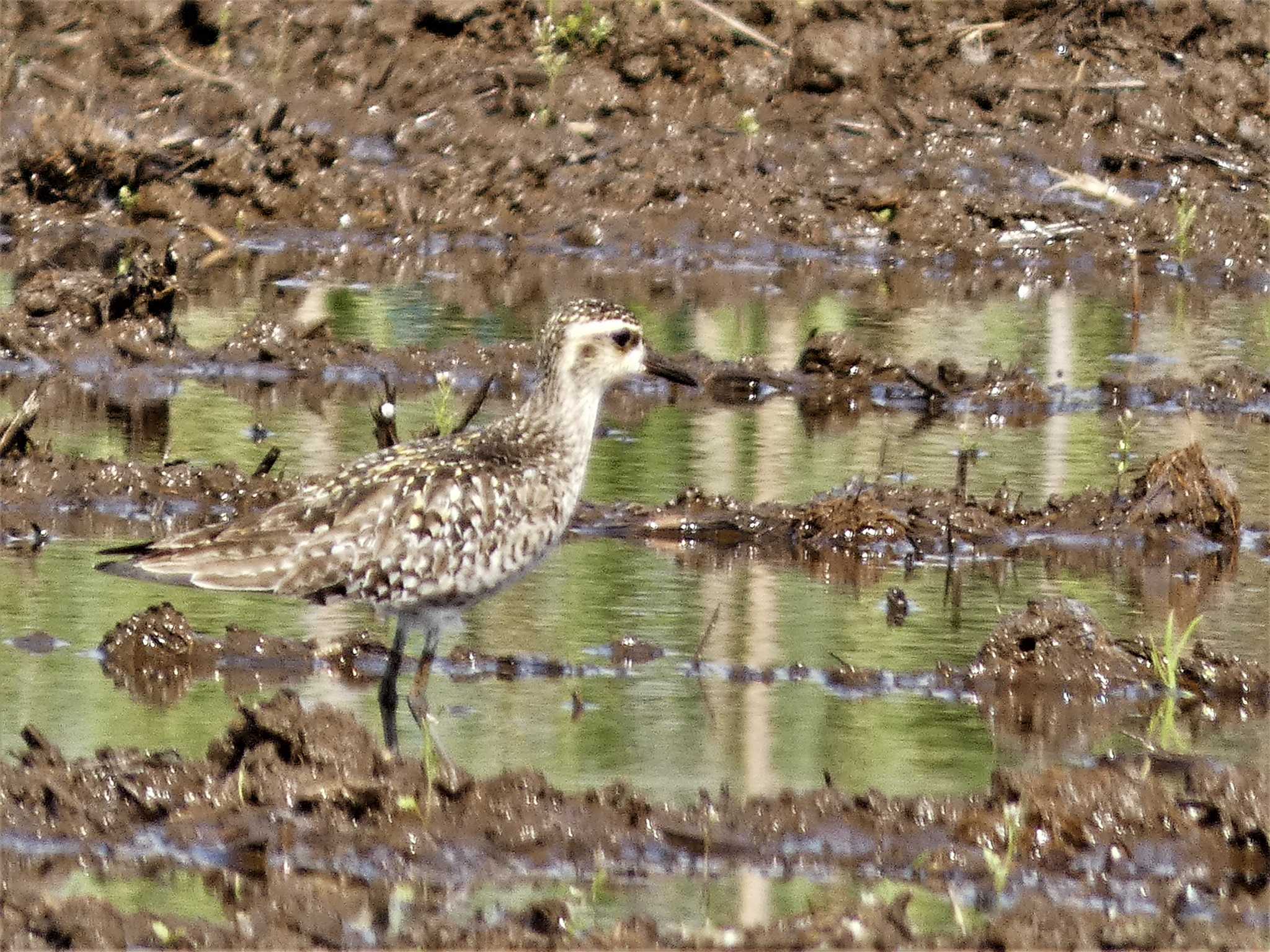 Pacific Golden Plover