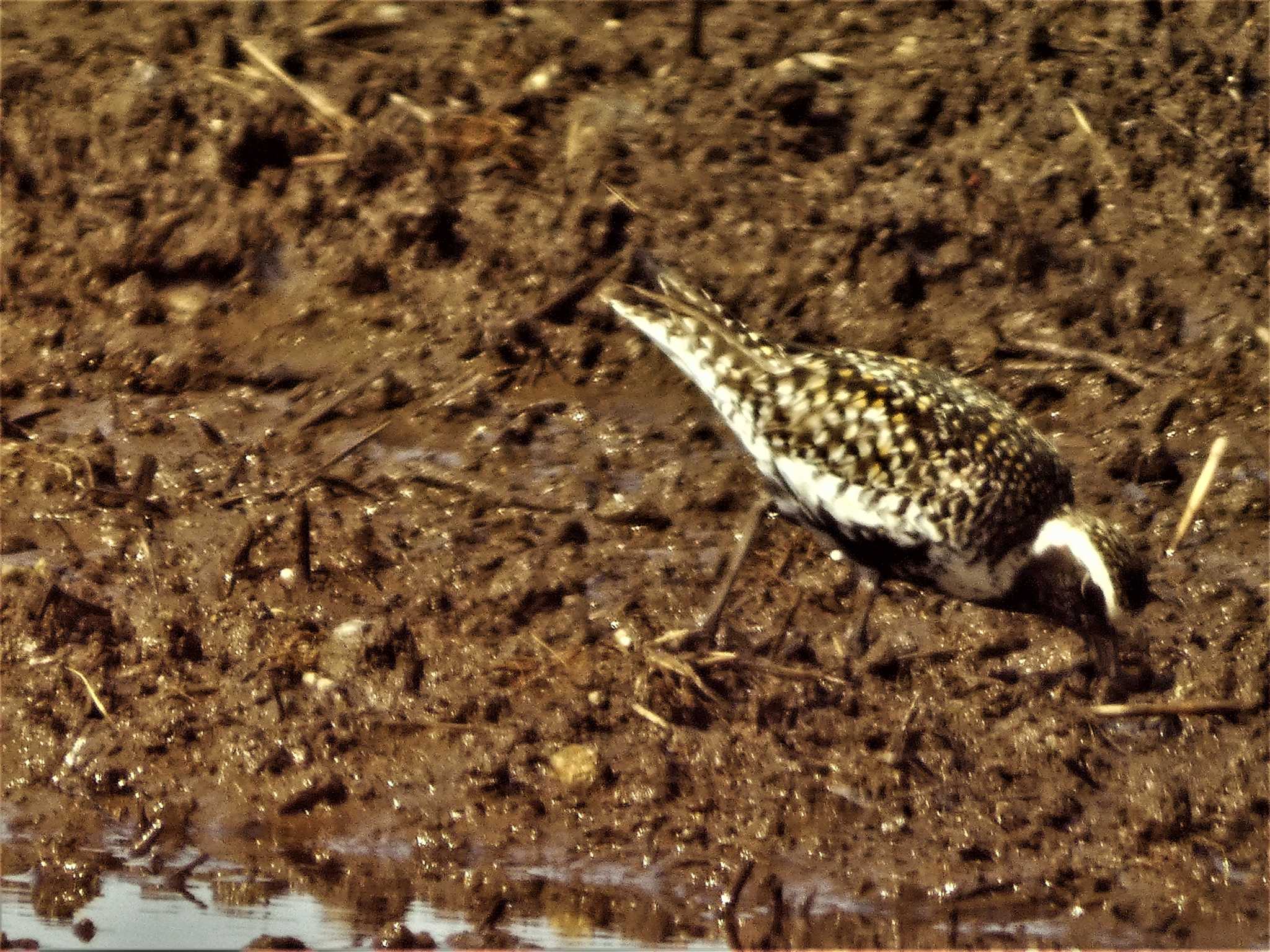 Photo of Pacific Golden Plover at 浮島ヶ原自然公園 by koshi