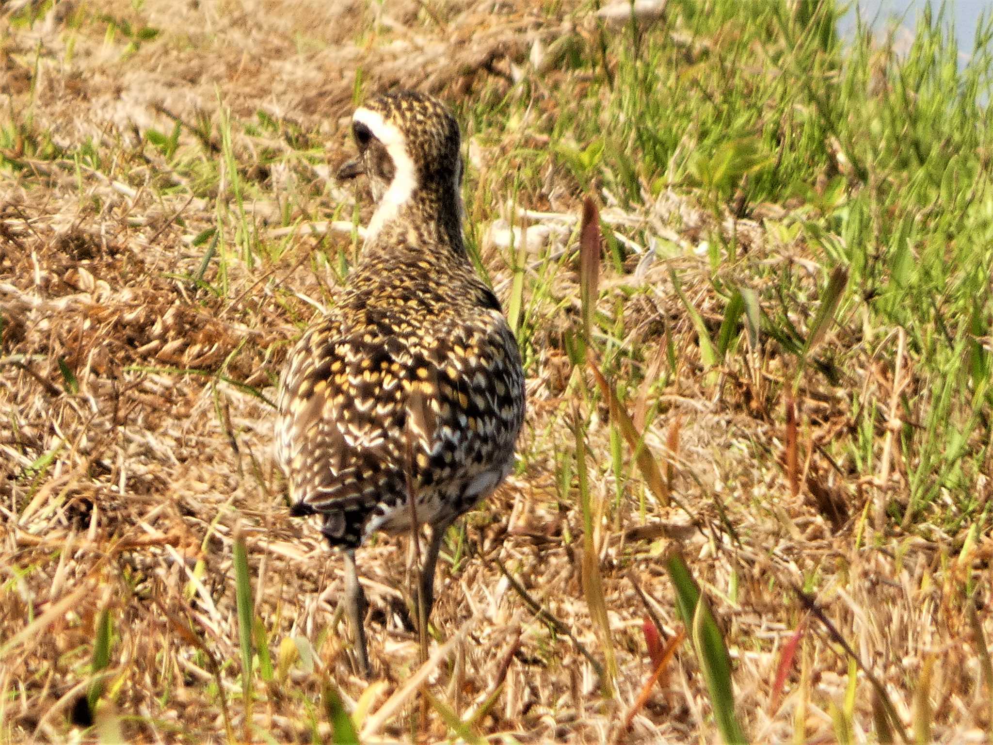 Pacific Golden Plover