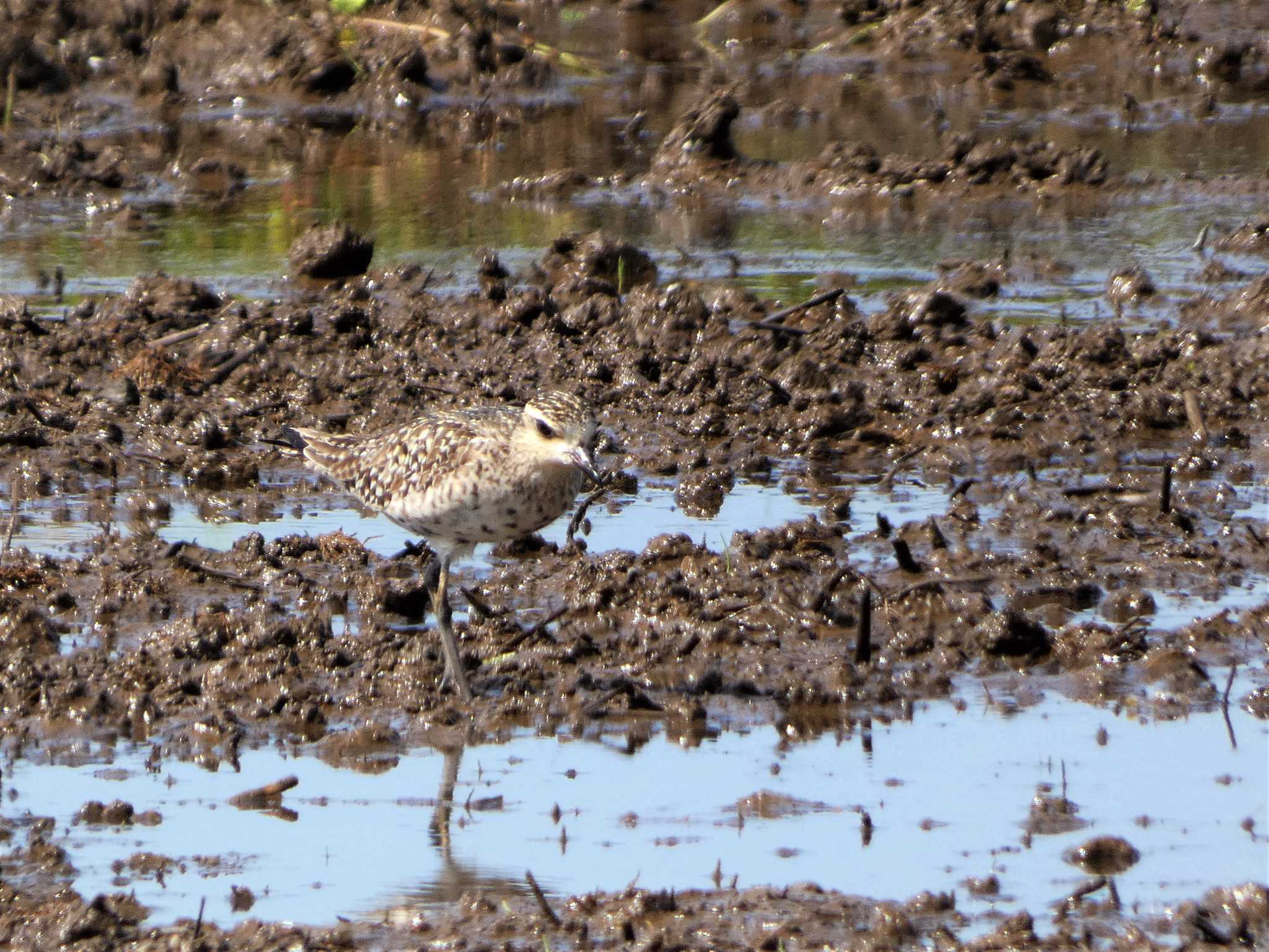 Pacific Golden Plover