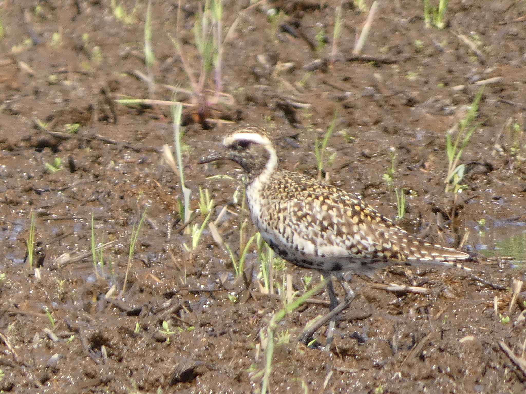 Pacific Golden Plover